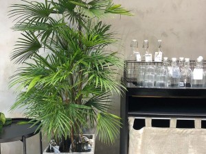 植物租赁服务流程