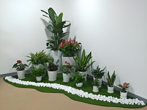 办公室前台边花卉绿植租摆简单摆放