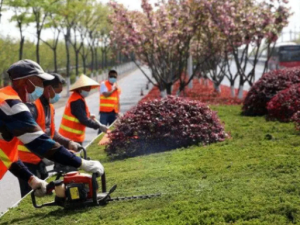 道路绿化灌木修剪
