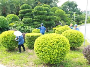 酒店室外绿化灌木圆球修剪造型