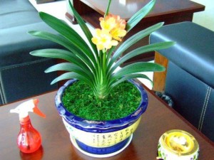 君子兰不开花的原因