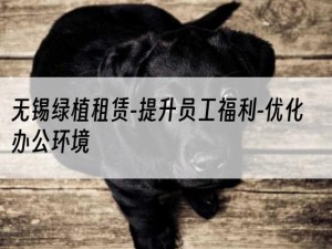 无锡绿植租赁-提升员工福利-优化办公环境