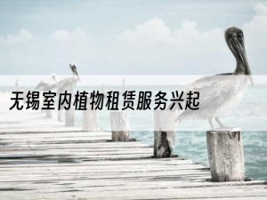 无锡室内植物租赁服务兴起