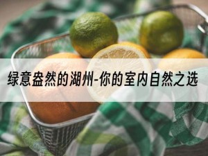 绿意盎然的湖州-你的室内自然之选