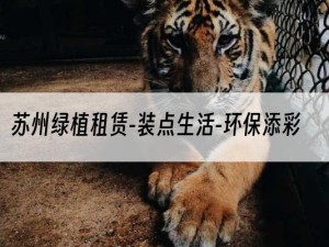 苏州绿植租赁-装点生活-环保添彩