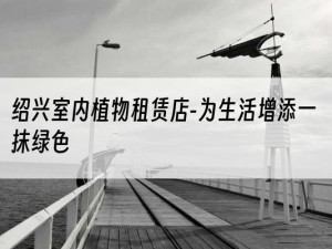 绍兴室内植物租赁店-为生活增添一抹绿色