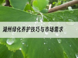 湖州绿化养护技巧与市场需求