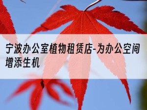 宁波办公室植物租赁店-为办公空间增添生机