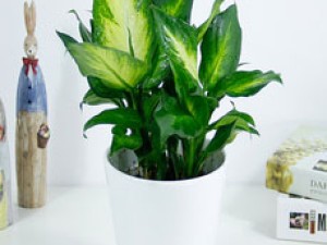 花叶万年青（玛丽安）