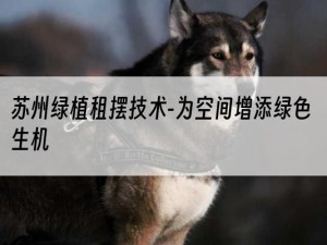 苏州绿植租摆技术-为空间增添绿色生机