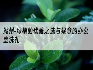 湖州-绿植的优雅之选与绿意的办公室洗礼