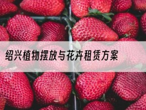 绍兴植物摆放与花卉租赁方案