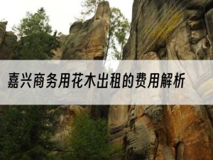 嘉兴商务用花木出租的费用解析