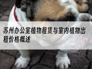 苏州办公室植物租赁与室内植物出租价格概述
