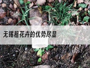 无锡租花卉的优势尽显