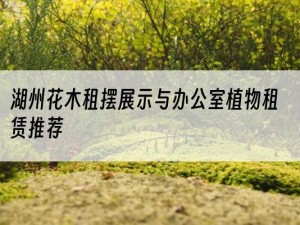 湖州花木租摆展示与办公室植物租赁推荐