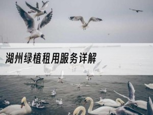 湖州绿植租用服务详解