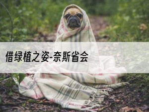 借绿植之姿-奈斯省会