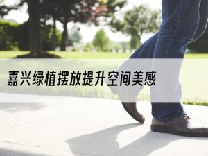 嘉兴绿植摆放提升空间美感