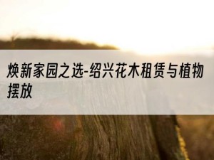 焕新家园之选-绍兴花木租赁与植物摆放