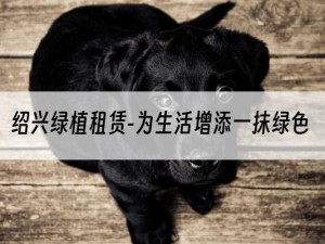 绍兴绿植租赁-为生活增添一抹绿色