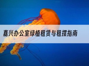 嘉兴办公室绿植租赁与租摆指南