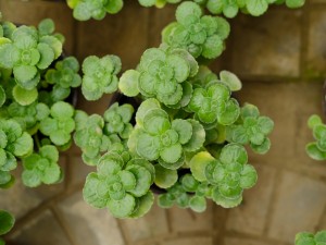 扒拉香花有毒吗