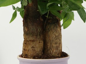 发财树摆放禁忌，放在哪个位置好