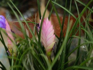 铁兰可以水培吗