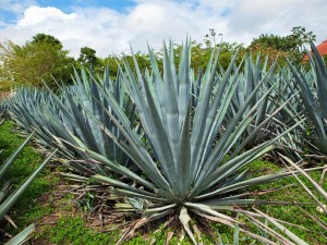 龙舌兰叶子发黄怎么办