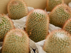 仙人球底部褶皱萎缩怎么办