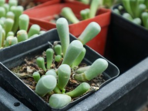 五十铃玉叶子发蔫怎么办