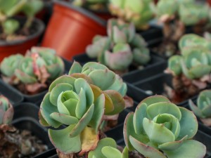 浇水后多肉出现小白点怎么办