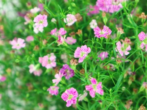 满天星适合在室内养吗