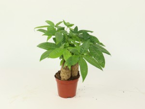 买发财树禁忌，发财树多少钱一盆