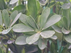 鸭脚木叶子发黄掉了是怎么回事