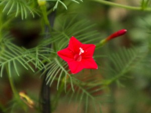 茑萝什么时候开花