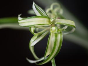 水培吊兰夏天怎么养