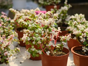 雅乐之舞叶子红晕消失，叶子变绿怎么办