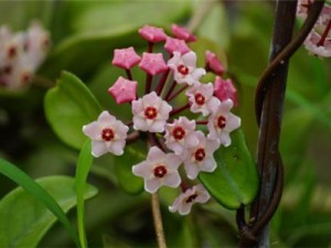 球兰叶子发黄护理方法有哪些