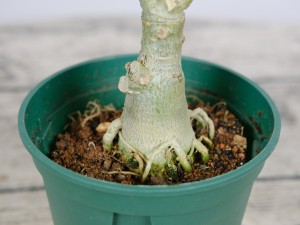 沙漠玫瑰怎么水培