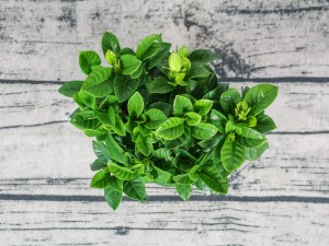 移栽的栀子花叶子蔫了是什么原因