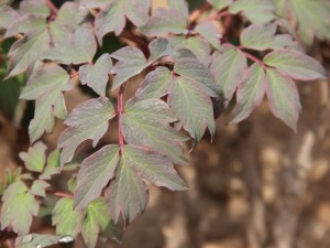 牡丹花有什么作用