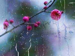 梅花的花语和象征意义