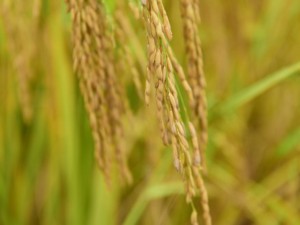 五谷杂粮有哪些