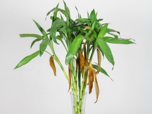 水养富贵竹叶子发黄怎么办