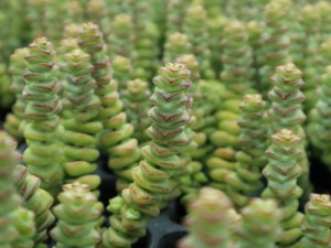 钱串多肉木质化怎么办