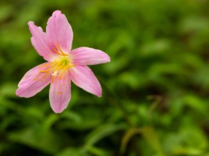 韭菜莲叶子枯黄怎么办