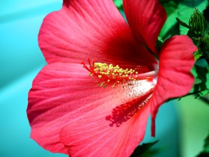 木芙蓉花的功效和作用