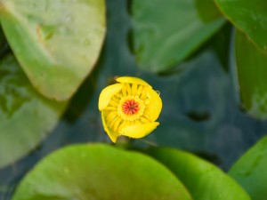 萍蓬草的文化背景